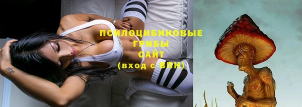 хмурый Аркадак