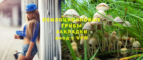 хмурый Аркадак